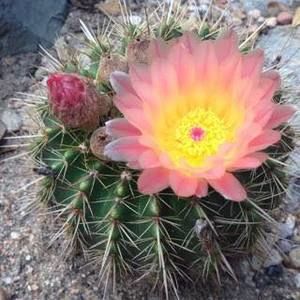 Meet your Posher, Brenna